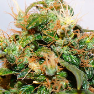 Cannabis (CBD)