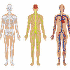 Human Anatomical / Functional Systems (SYS)