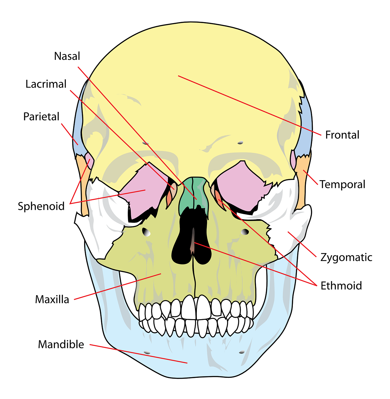 Human Skull & Sutures (HSS)