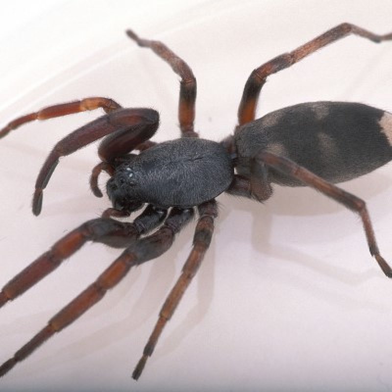 Lampona Cylindrata
