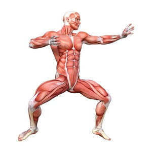 Human Body - Muscles (MUS)