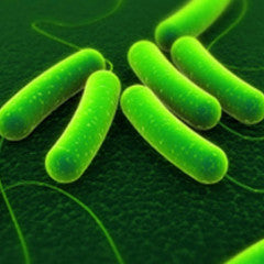 Bacteria - Pathogenic 75 (BAP)