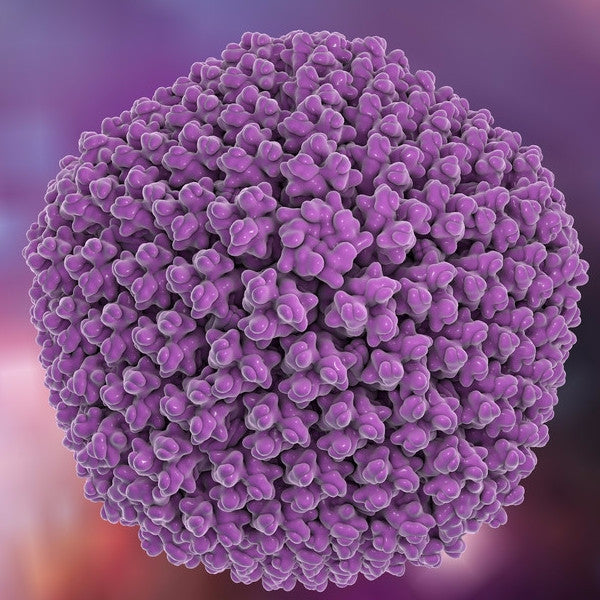 Viruses - Adenoviruses (VIA)