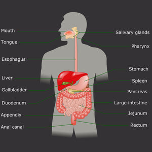 Alimentary Canal Sarcodes (ALI)