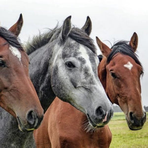 3 horses