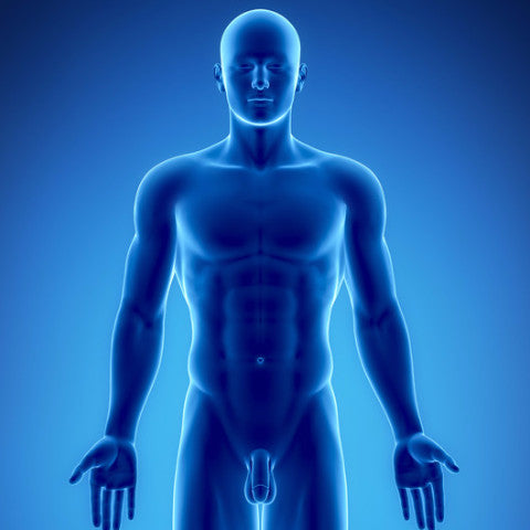 Human Body Parts - 30X Sarcodes (BOD)