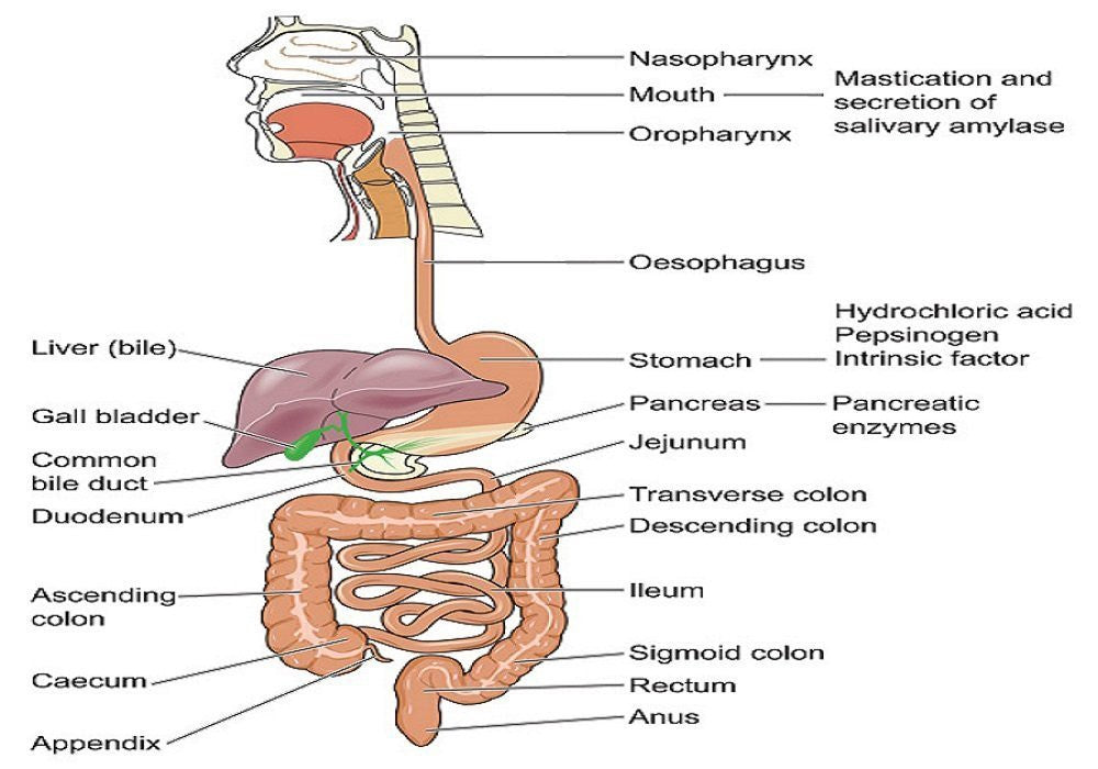 Enzymes - Digestive System (ENZ)