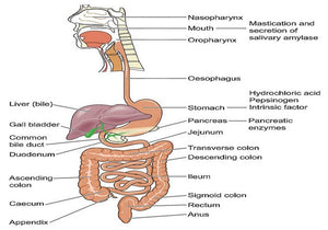 Enzymes - Digestive System (ENZ)
