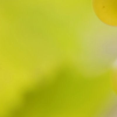 Green Yellow Fungus