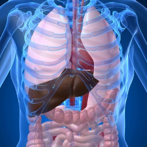 liver in body
