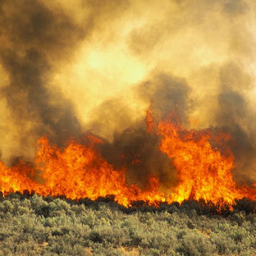 wild fire