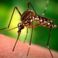 Mosquito & Tick Viruses (MOQ)