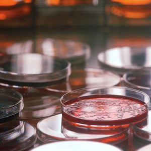 petri dishes