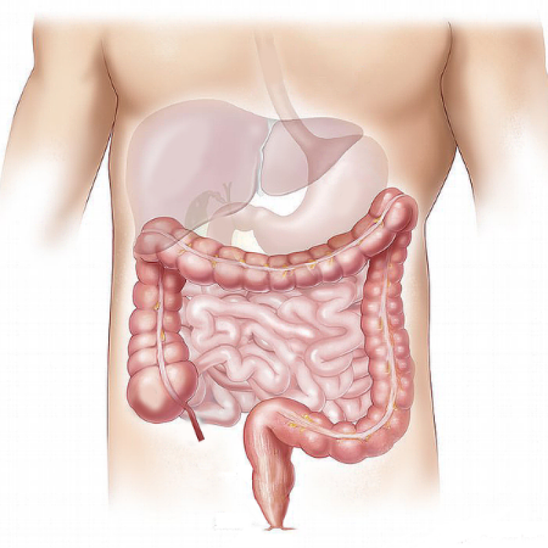 bowel