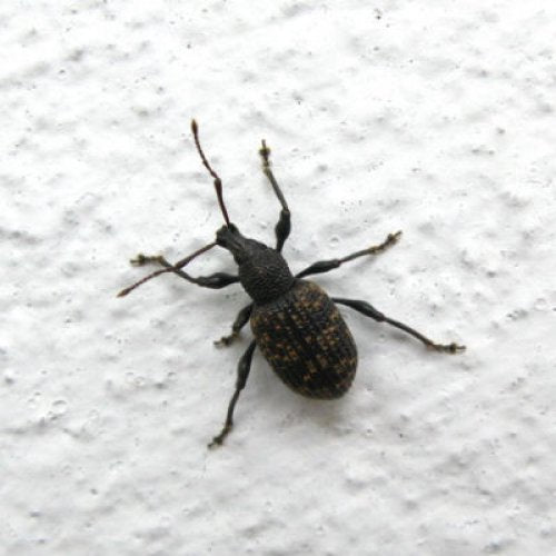 bug
