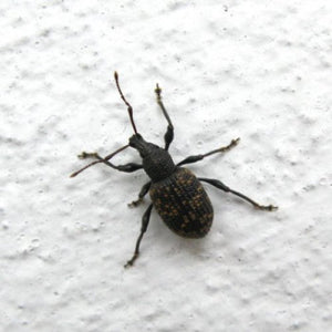 bug