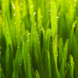 Grass with moisture on it