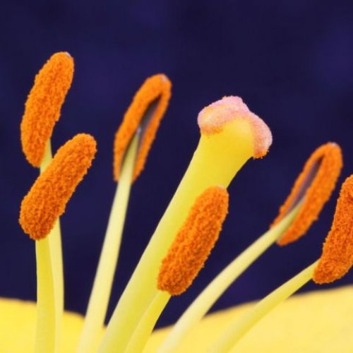 close up of pollen on stamens
