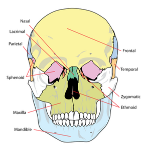 Human Skull & Sutures (HSS)